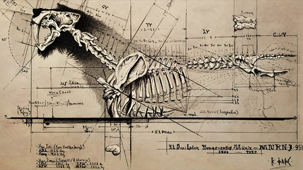 Oryginalny rysunek Populatora Smilodona